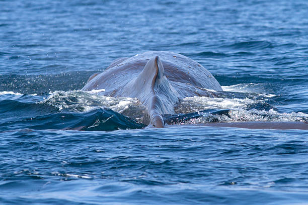 istock back and dorsal fin of a sperm whale before a 507480384