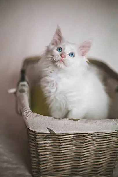 Photo of Kitten sitting in a wicker basket