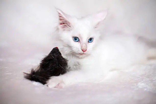 Photo of Little kitten playing with toy mouse