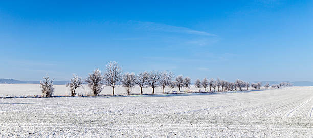 istock alley in winter landscape covered with snow 507481400