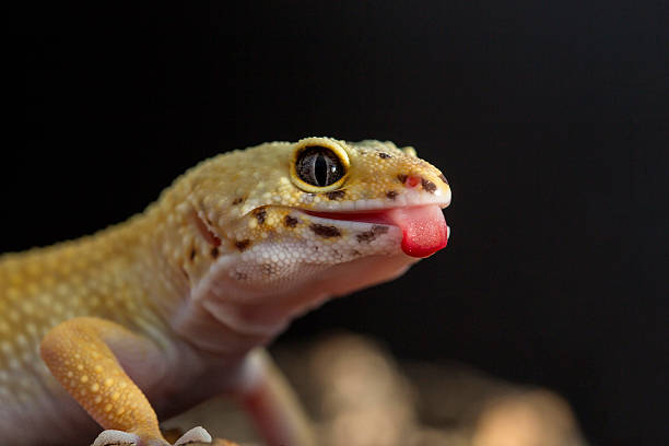 istock Leopard gecko showing the tongue 507481734