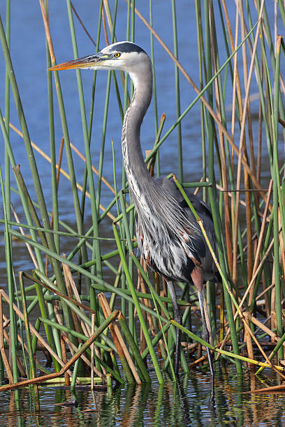 istock Great Blue Heron Stalking its Prey in a Florida Marsh 507481912