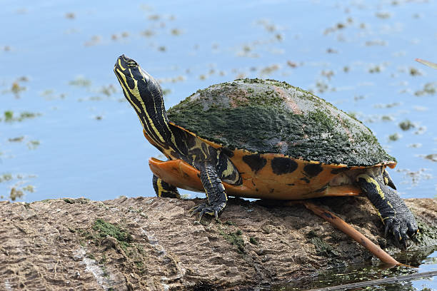 istock Yellow-bellied Slider Basking on a Log - Florida 507481990