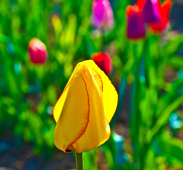 istock Spring field with blooming colorful tulips 507482046