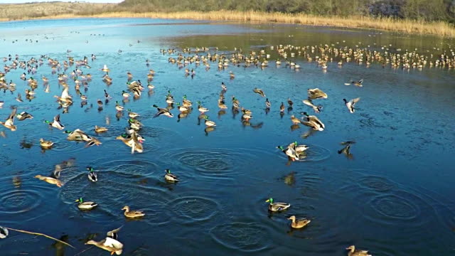 AERIAL view of flying ducks in the lake, SLOW Motion.