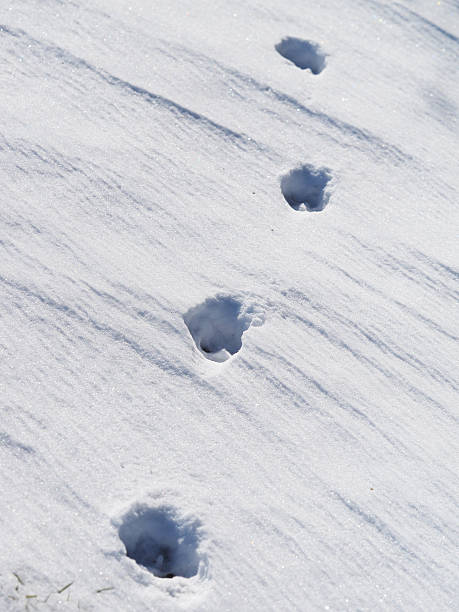 istock dog footprints in the snow 507486559