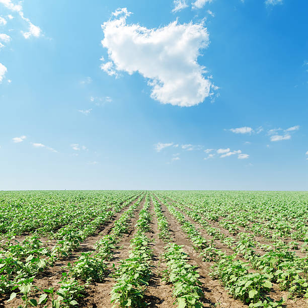 istock cloud in blue sky over field with green sunflowers 507486591