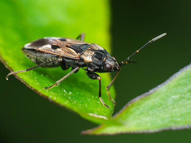 istock Rhyparochromus Vulgaris 507488499