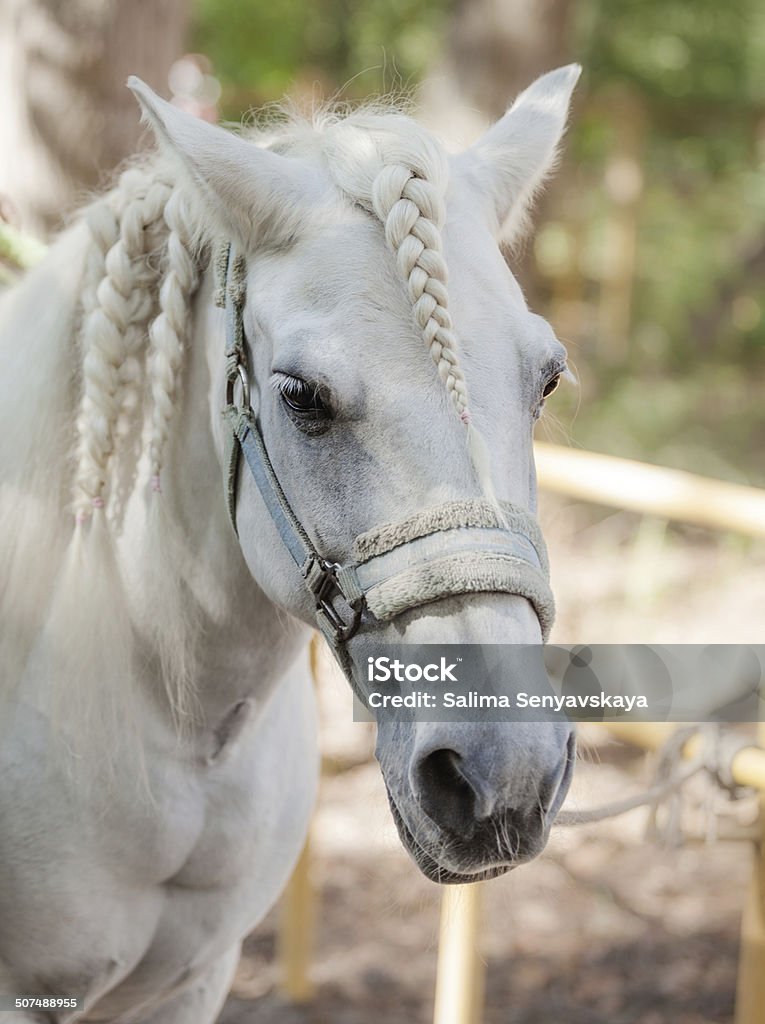 Pony mit Haarzopf - Lizenzfrei Domestizierte Tiere Stock-Foto