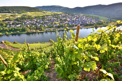 Moselle valley in summer