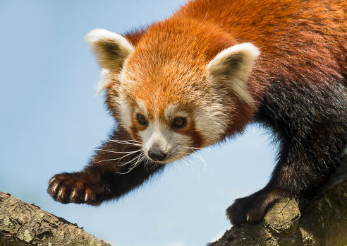 Portrait of a red panda climbing on the tree logs.