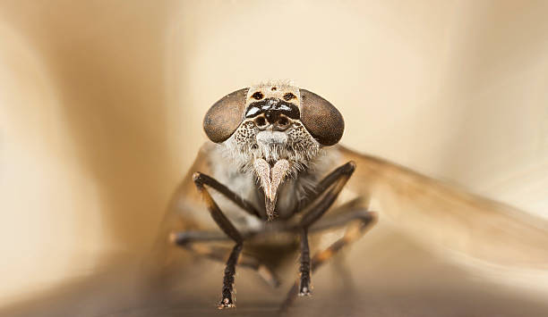 istock Gadfly or horse-fly portrait 507491885