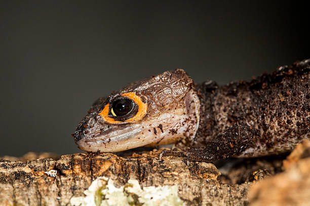 istock Head of a red eyed crocodile skink 507491988