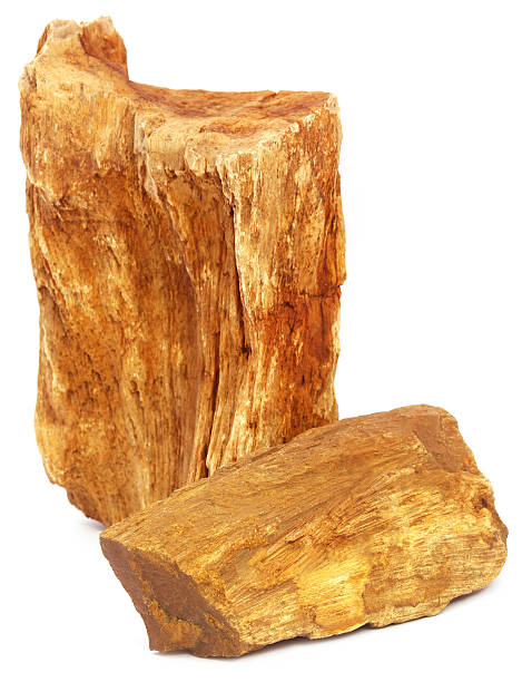 istock Pieces of fossil rock over white background 507491996