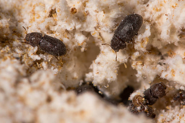 istock Cis boleti beetles within bracket fungus 507492202