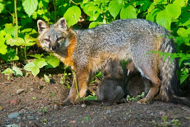 Photo of Gray Fox near his den and family.