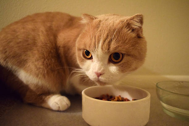 istock Cat protecting his food bowl 507492622