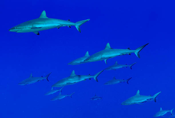 Cтоковое фото Риф Sharks