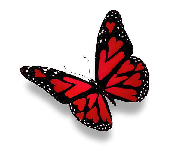 istock Red butterfly with hearts on wings 507493311