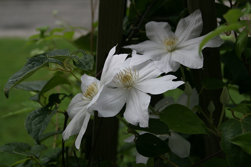 A white flowering clematis vine (variety Henryi) in full bloom, with droplets left after a rainstorm.