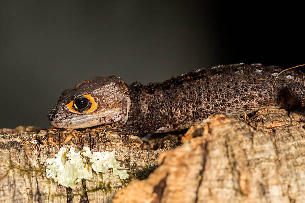 istock Red eyed crocodile skink on a tree trunk 507493836