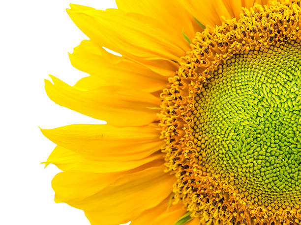 clos'up of sunflower - close to moving up closed single flower стоковые фото и изображения