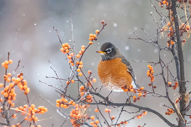 マール d'amérique、アメリカンヒタキ - american robin ストックフォトと画像