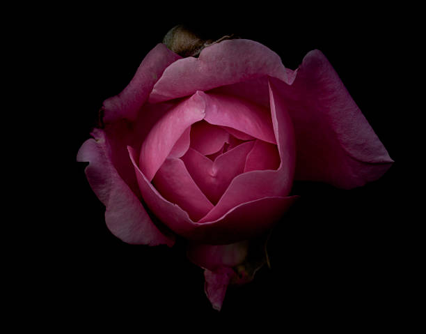istock Pink rose isolated on black background 507496666