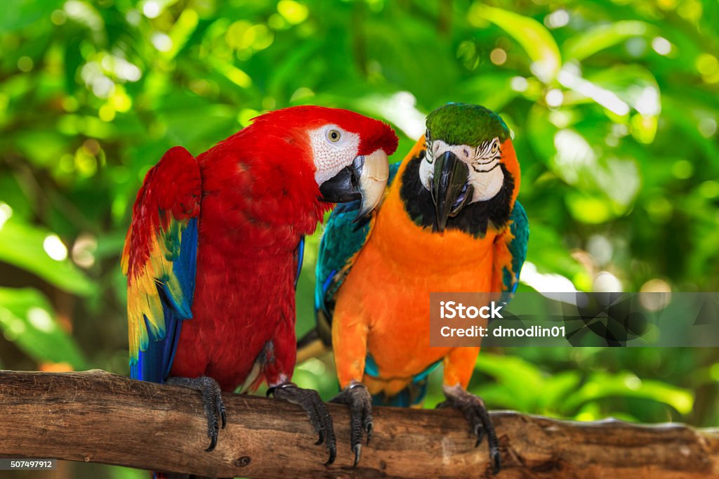 pair of macaws perching on a branch Ara macaw and Blue and Gold macaw perhed on a branch. Parrot Stock Photo