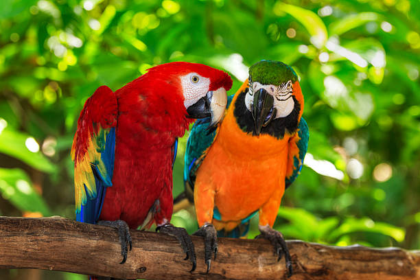 pair of macaws perching on a branch Ara macaw and Blue and Gold macaw perhed on a branch. animal animal behavior beauty in nature bird stock pictures, royalty-free photos & images