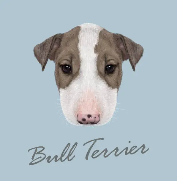 Vector illustration of Bull Terrier Dog Portrait.