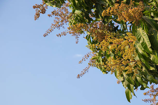 mango flower with green leaves and sky background