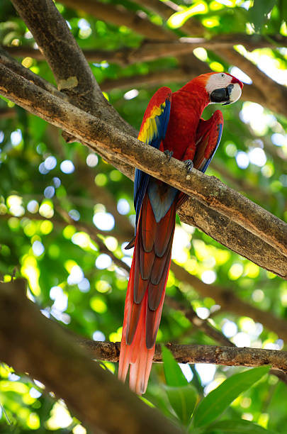 istock macaw parrot sitting on branch 507510598