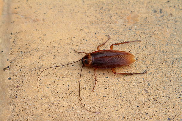 Oriental cockroaches and cockroaches stock photo