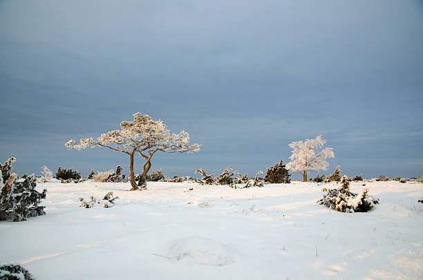 A solitary tree covered in frost stands in an open winter field under a pale, misty sky. The serene and minimalistic composition highlights the beauty of nature in the cold season.