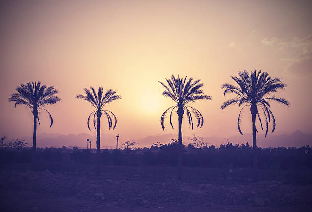 istock Vintage stylized palm trees silhouettes at sunset. 507511141