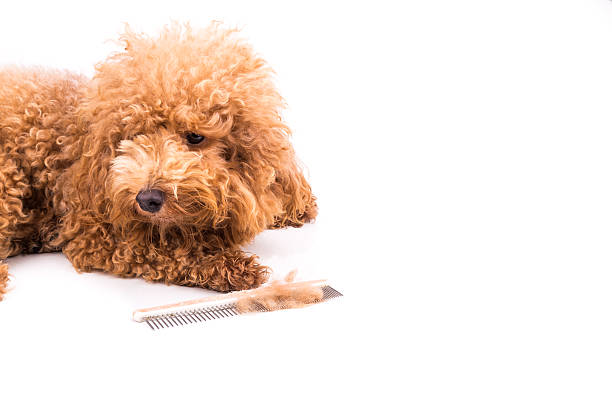 istock Poodle dog after combing, with de-tangled fur stuck on comb 507511424