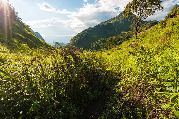 istock Summer landscape in the mountains. Green forest 507511524