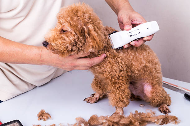 cuidador aseo caniche perro con guarnecido clipper en el salón de belleza - fur trim fotografías e imágenes de stock