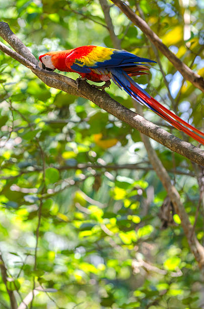 istock Macaw parrot with background of tropical tree 507511712