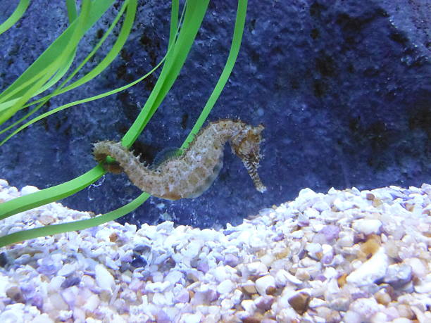 istock Sea horse closeup 507512251