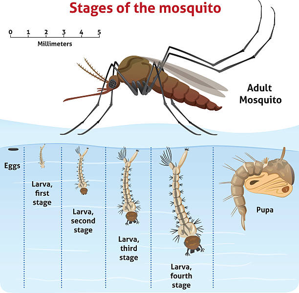 Nature, growth-stage stilt mosquito Nature, growth-stage stilt mosquito. Ideal for informational and institutional related sanitation and care larva stock illustrations