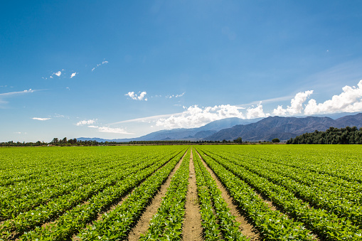 Organic Crops Grow on Fertile Farm Field in California. Vegetables in a row, clear skies and mountains in the background. 