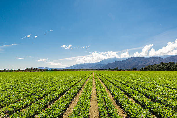 Fertile Agricultural Field of Organic Crops in California Organic Crops Grow on Fertile Farm Field in California. Vegetables in a row, clear skies and mountains in the background.  valley stock pictures, royalty-free photos & images