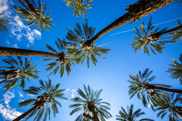 Coachella Palm Trees and Clear Skies Palm Trees and Clear skies fill the image in Coachella, California. Two airplanes flying past in the distant background. Summertime and the living's easy. coachella valley photos stock pictures, royalty-free photos & images