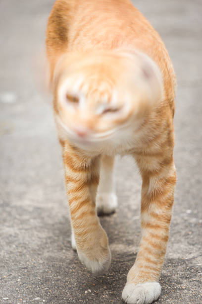 istock Swing Head Yellow Domestic Cat 507514040