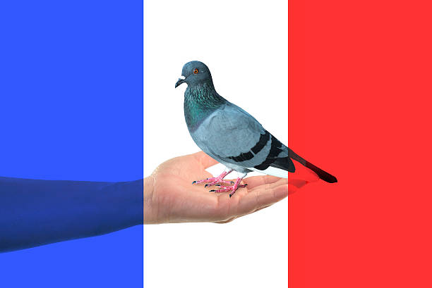 istock france flag Freedom in your hand 507514908