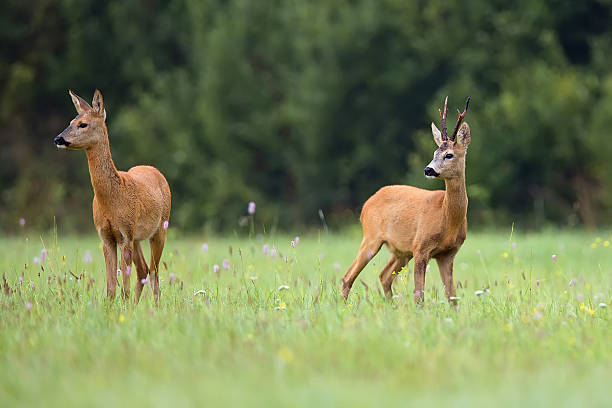istock Buck deer with roe-deer in a clearing 507515014
