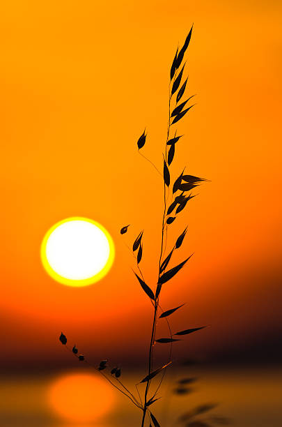 istock Mediterranean dry grass at sea coast before sunset, Sithonia, Greece 507515310