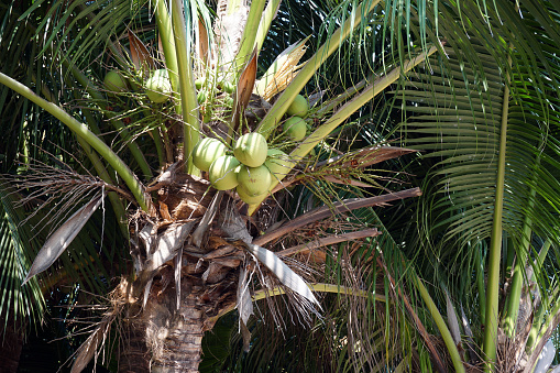 coconut palm tree with coconut fruit.